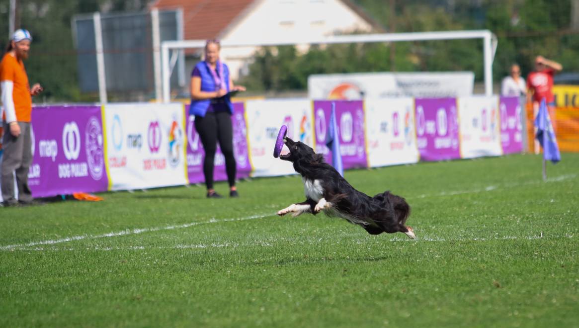 Dog Puller World Championship 2019