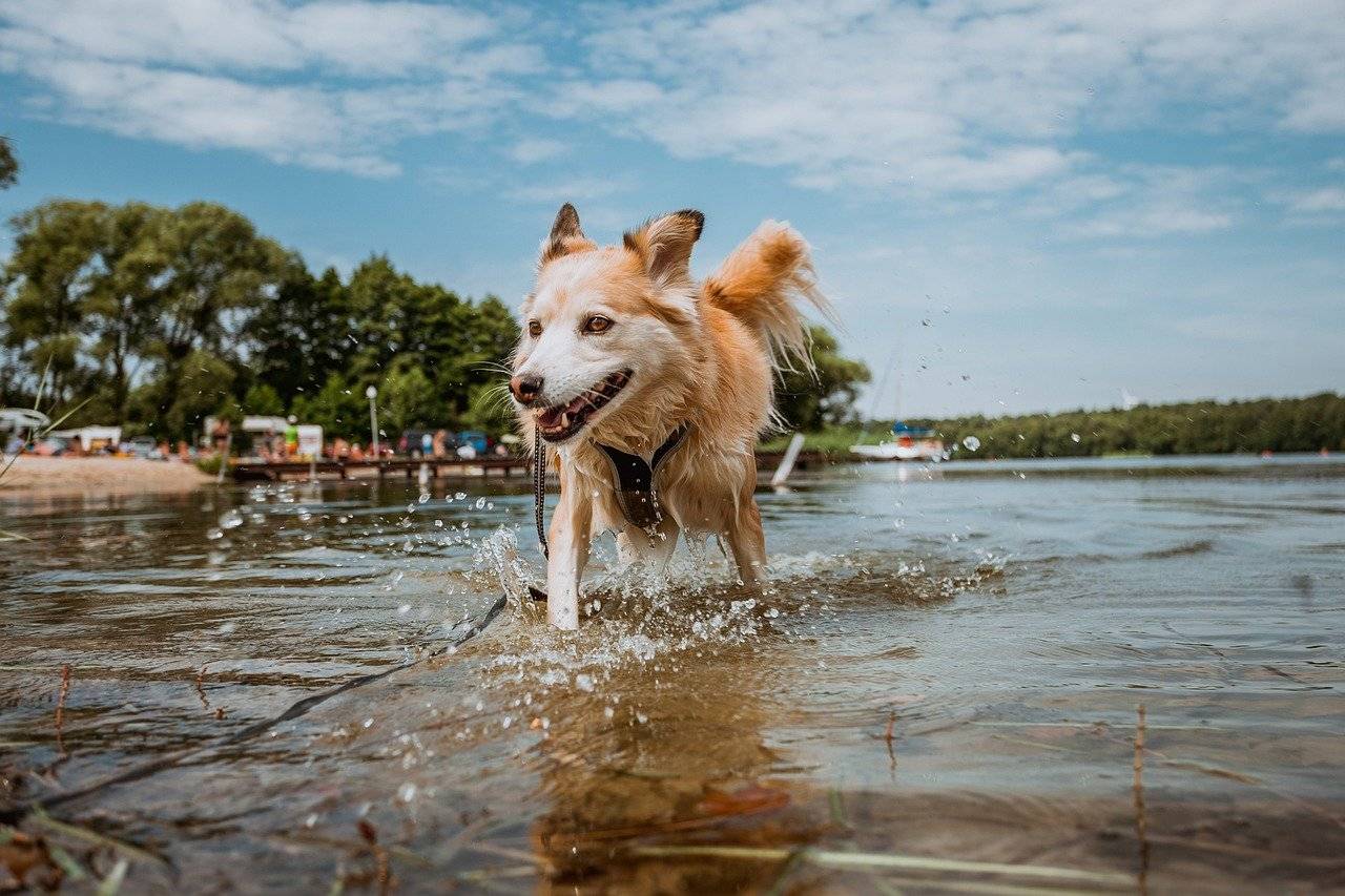 kutya, hőség, meleg, nyár, vízpart