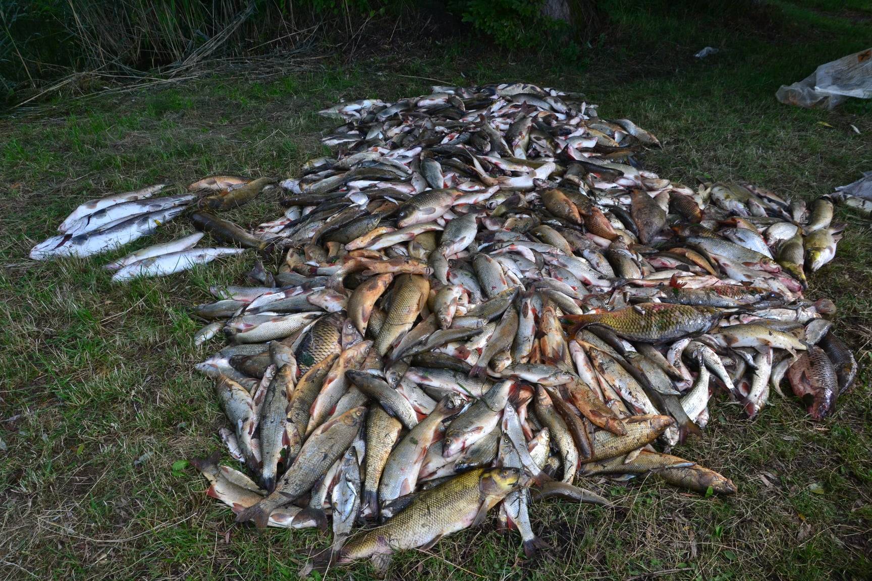 Budapest halai, Garam, ökokatasztrófa, halpusztulás